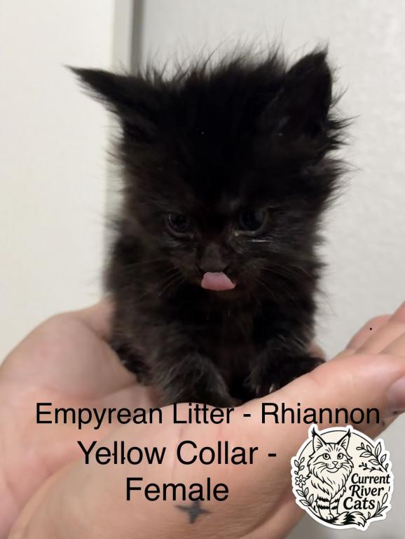 Rhiannon Empyrean Litter photo 1