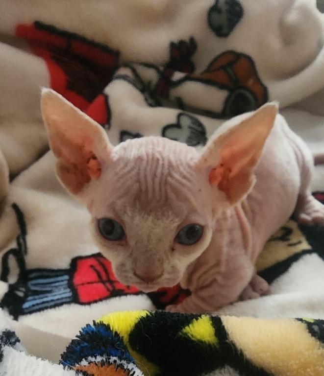 Milo