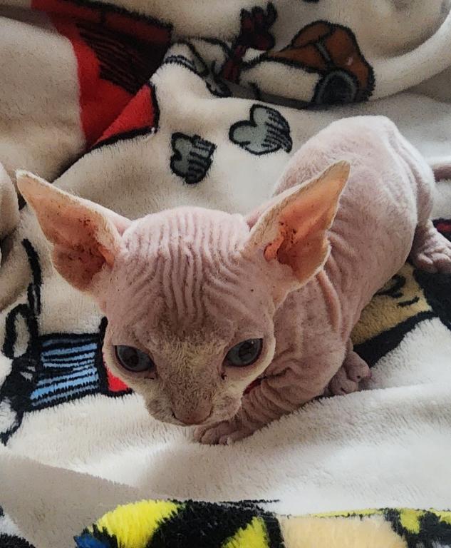 Milo photo 2