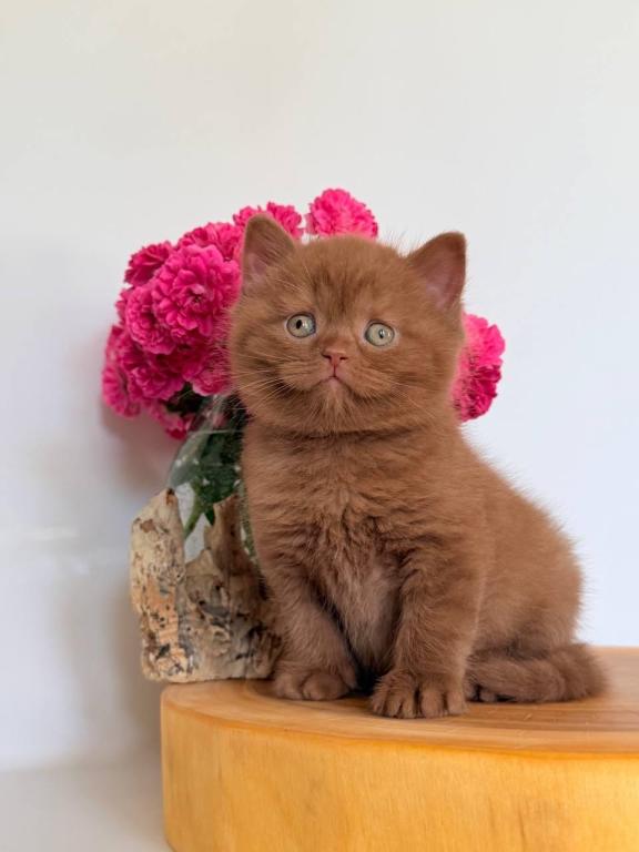 Finn