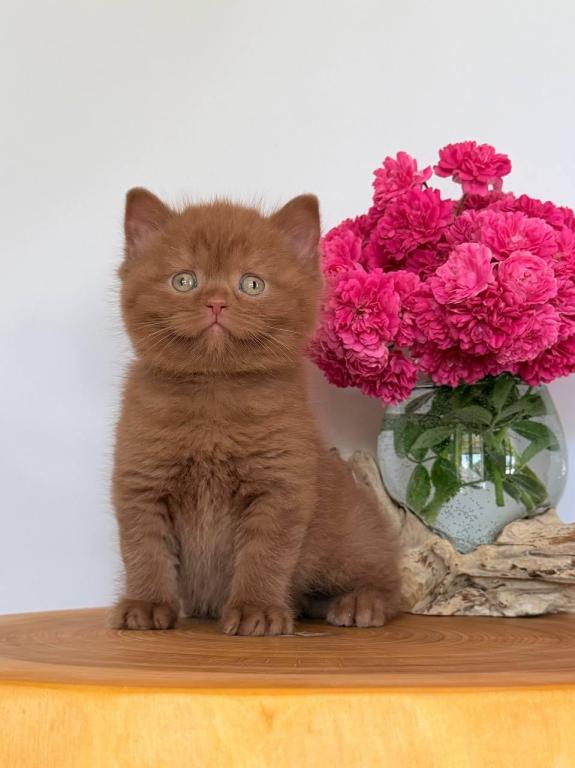 Finn photo 2