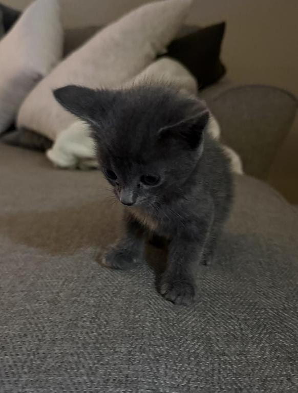 Kitten Russian Blues photo 2