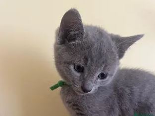 Kitten Russian Blues photo 3