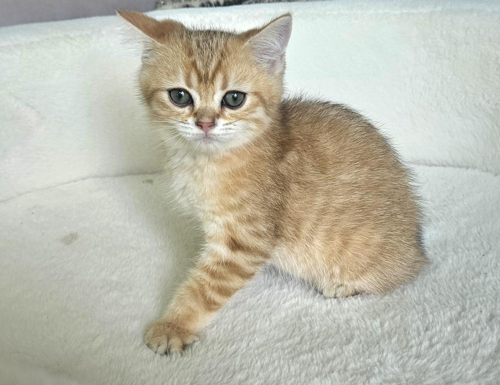 Brittesh Male 2 photo 4