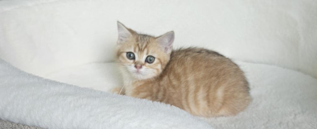 Brittesh Male 2