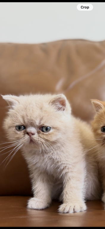 Exotic Shorthair Persians photo 6
