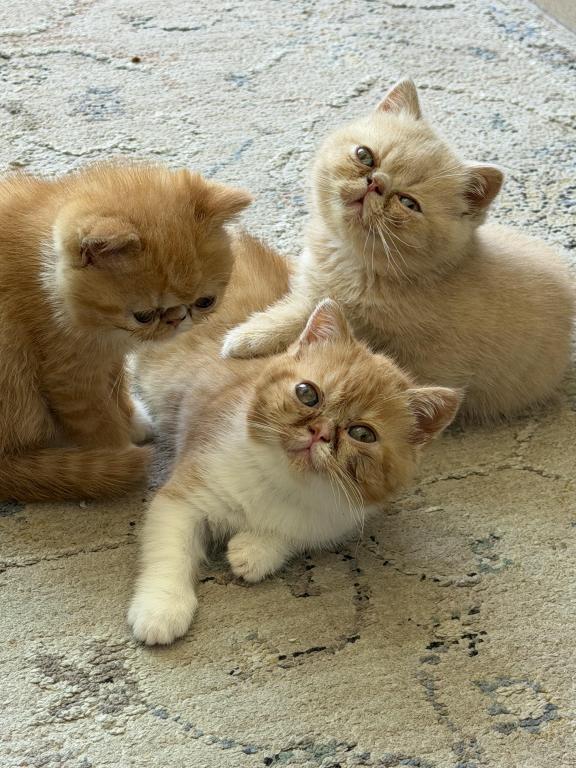 Exotic Shorthair Persians photo 3