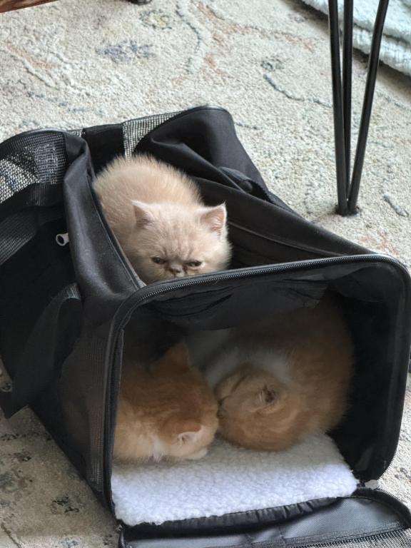 Exotic Shorthair Persians photo 4