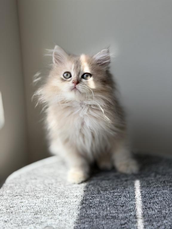 Burberry Fluffy photo 5