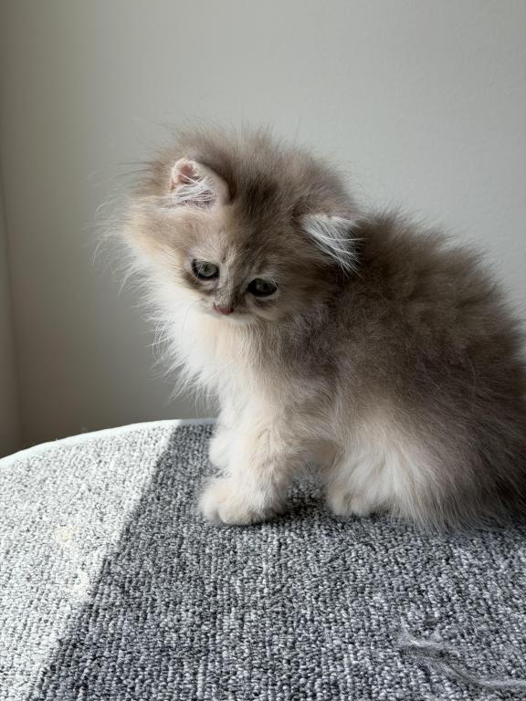 Burberry Fluffy photo 7
