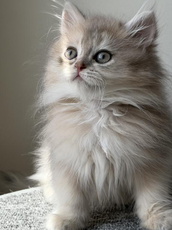 Burberry Fluffy photo 3