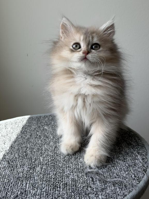 Burberry Fluffy photo 8
