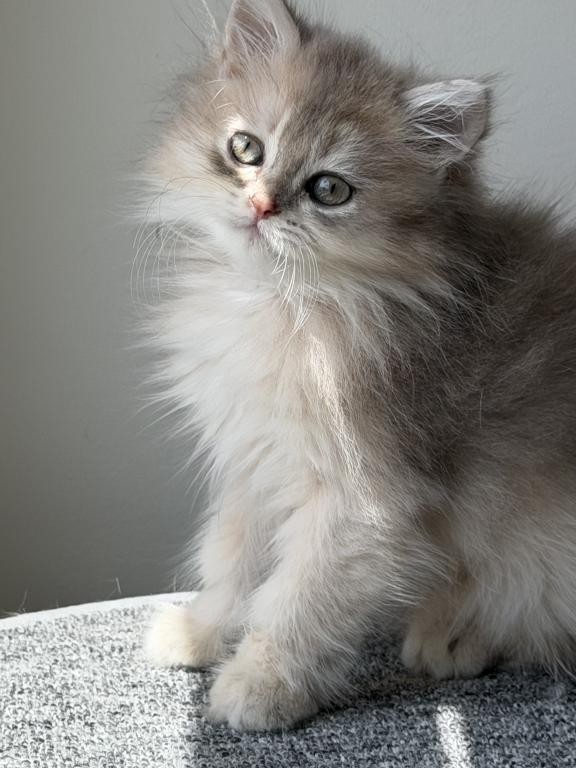 Burberry Fluffy photo 2