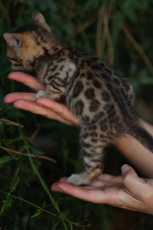 Safari photo 2