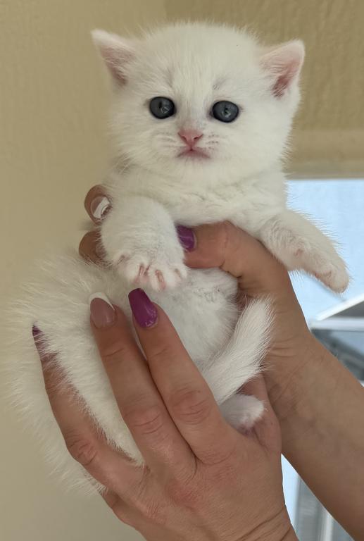 Beautiful Scottish Straight Female Kitten photo 10