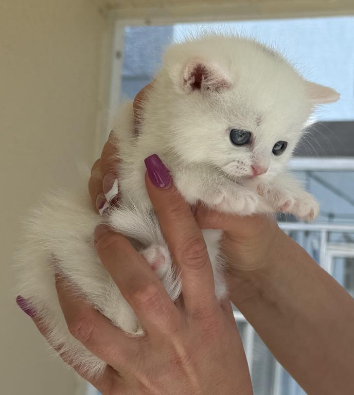 Beautiful Scottish Straight Female Kitten photo 11