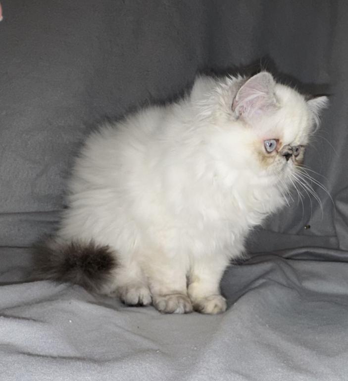 MIL19  CFA Lila Lilac Point Himalayan Female