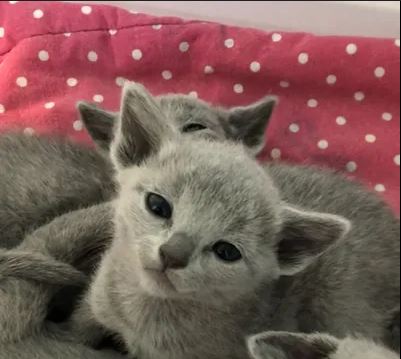 Russian Blues Kittens photo 2