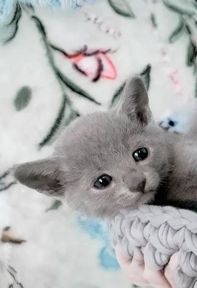 Russian Blues Kittens photo 3