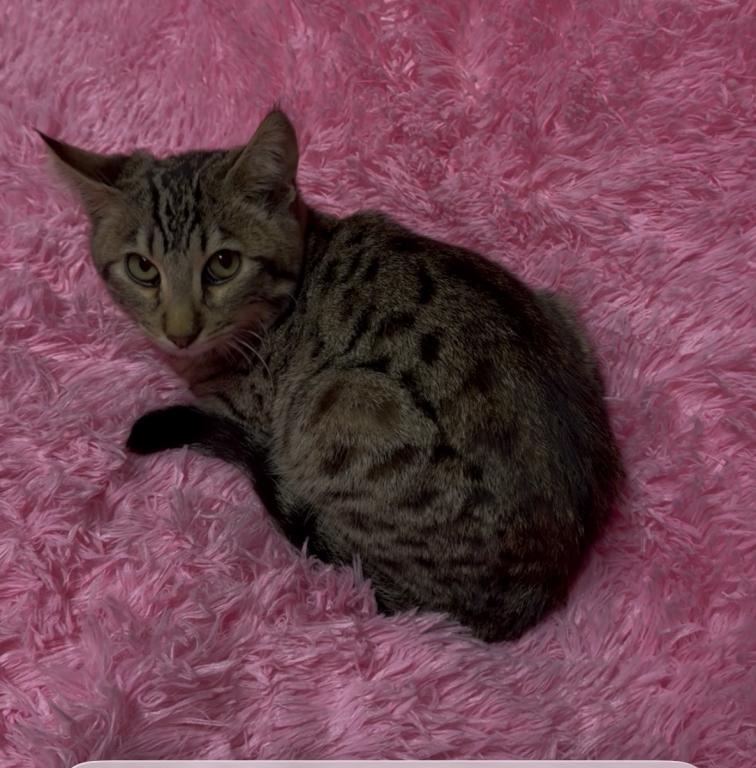 F 6 Whizzle's Girl 1 photo 14