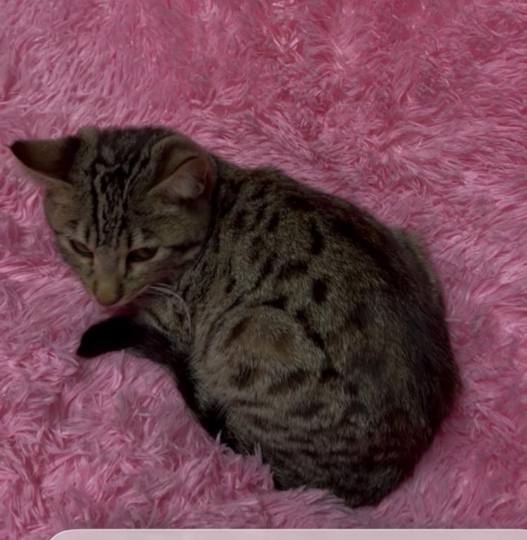 F 6 Whizzle's Girl 1 photo 12