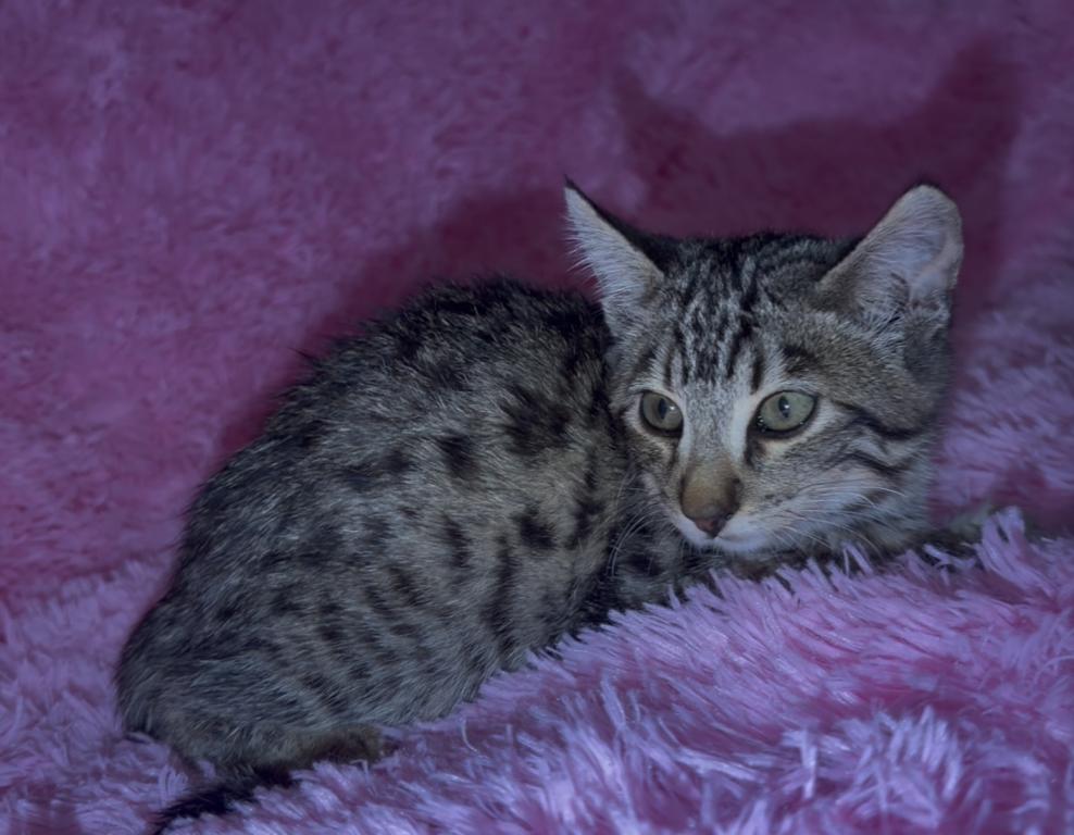 F 6 Whizzle's Girl 1 photo 6