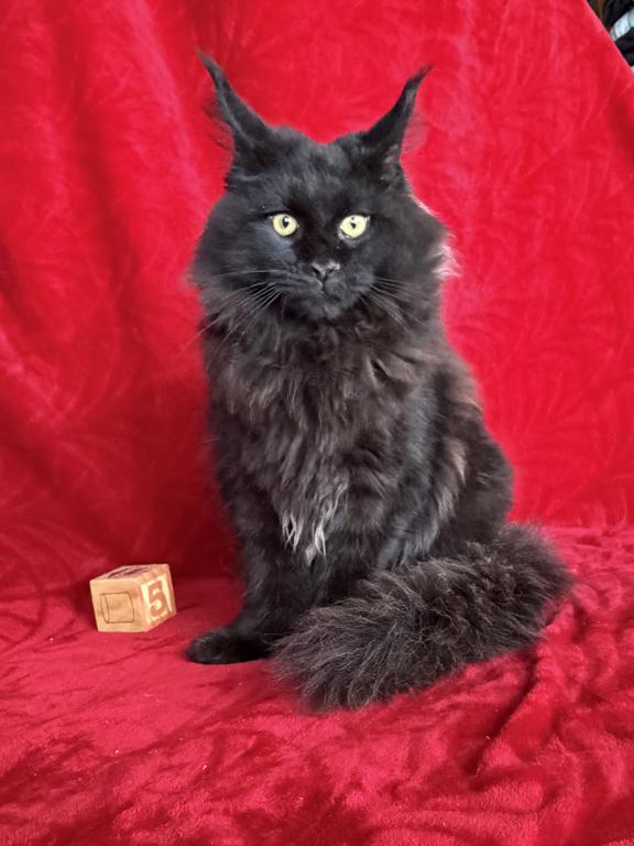 Polydactyl Black Silver BINGO photo 2