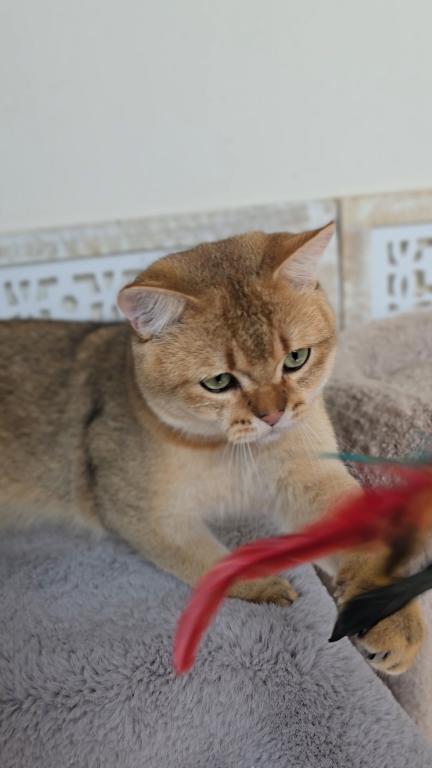 DEXTER photo 4