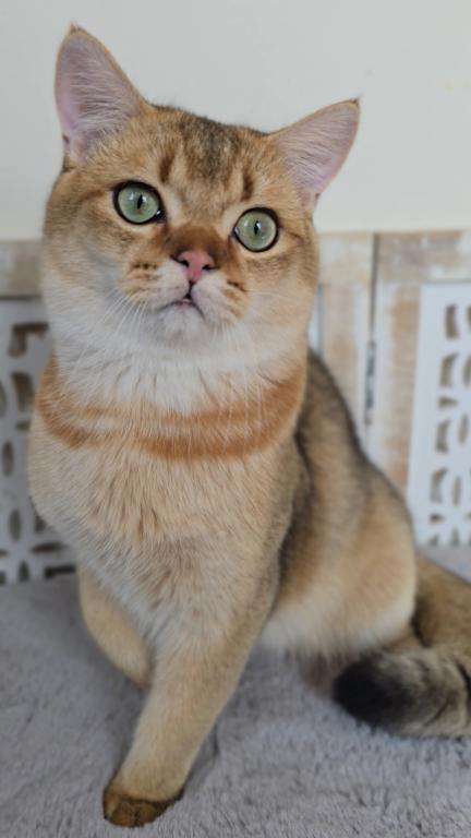 DEXTER photo 6