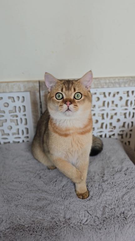 DEXTER