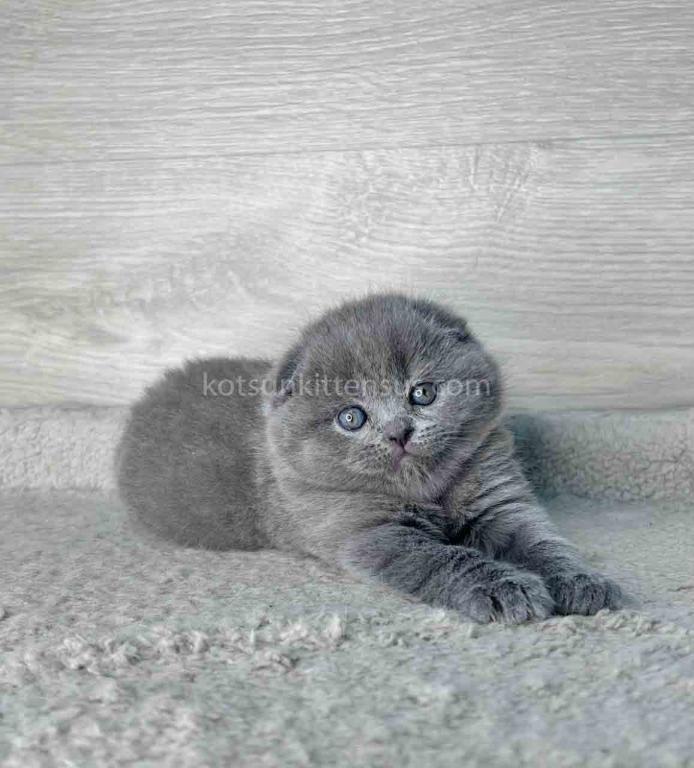 Loki Scottish Fold Plushy Teddy Bear Blue Color photo 5
