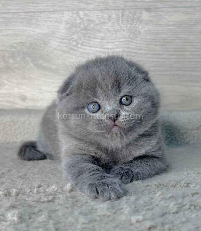 Loki Scottish Fold Plushy Teddy Bear Blue Color photo 6