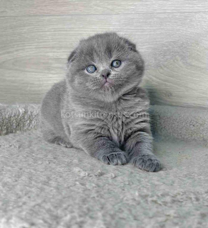 Loki Scottish Fold Plushy Teddy Bear Blue Color photo 2