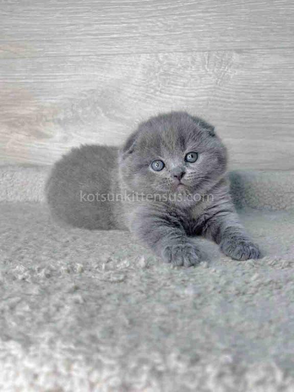 Loki Scottish Fold Plushy Teddy Bear Blue Color photo 7