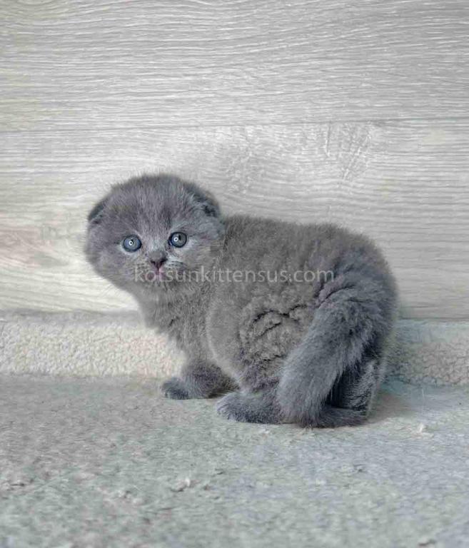 Loki Scottish Fold Plushy Teddy Bear Blue Color photo 3