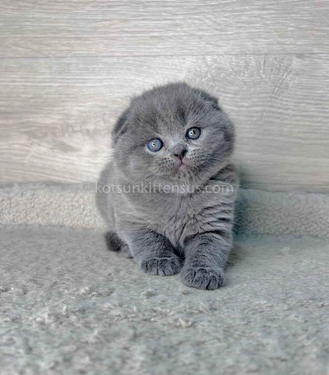 Loki Scottish Fold Plushy Teddy Bear Blue Color photo 8