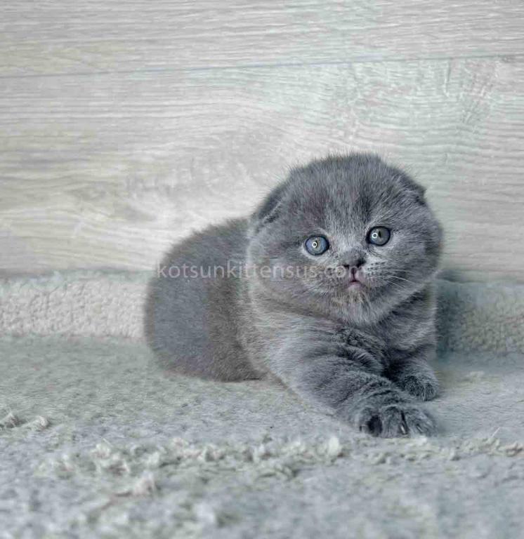 Loki Scottish Fold Plushy Teddy Bear Blue Color photo 4