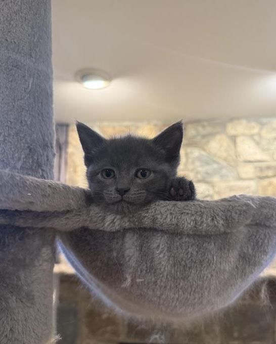 Kittens Ready For New Homes