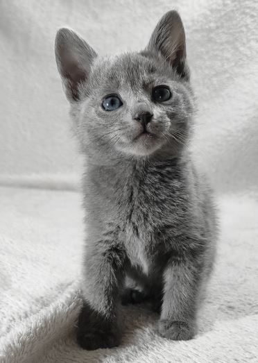 Kittens Male photo 2