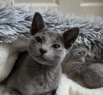 Kittens Male
