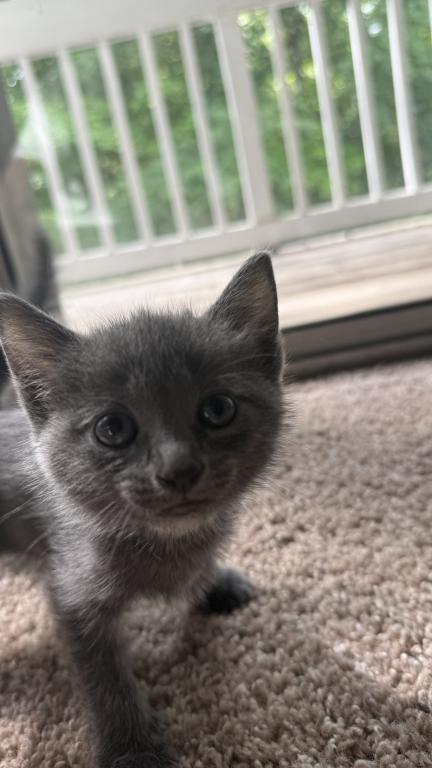 Russian Blue Kitten