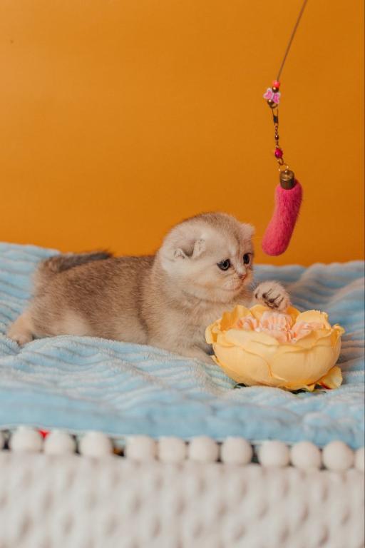 Vivian Scottish Fold Female photo 2
