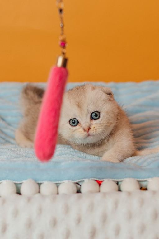 Vivian Scottish Fold Female photo 4