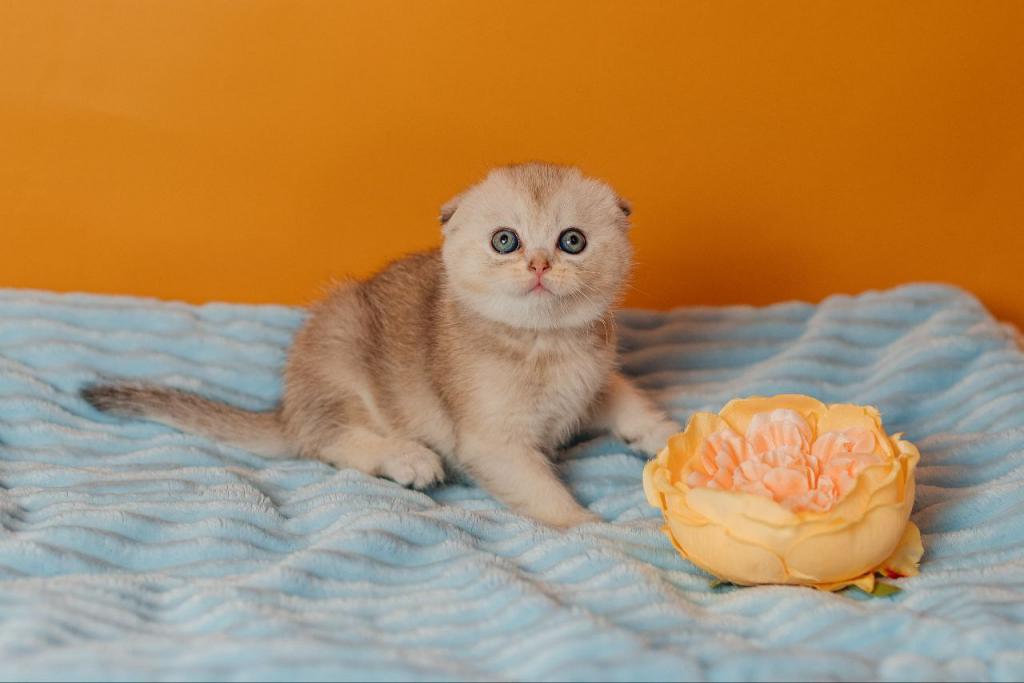 Vivian Scottish Fold Female photo 3