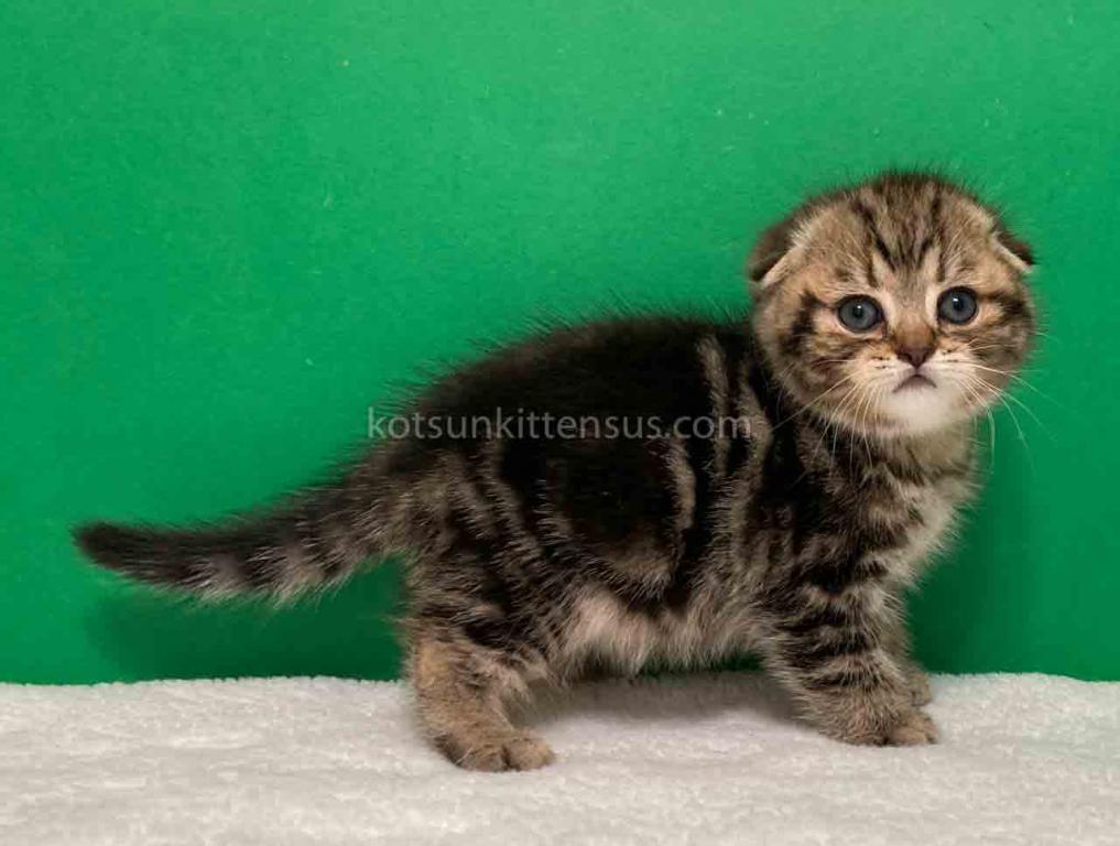 Jasmine Scottish Fold Butterfly Tabby Female photo 7